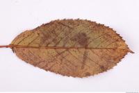 Photo Texture of Leaf 0087